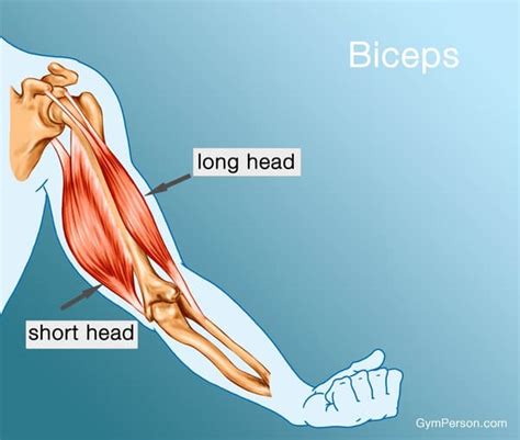 what muscles are used in arm wrestling|A list of all muscles involved in armwrestling : r/armwrestling